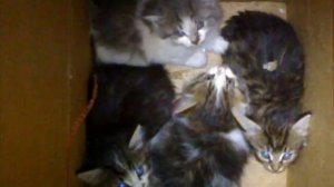 КИЦА КИЦУНЯ всем известная песенка Мурка манюня)