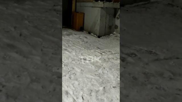 Крысы бегают по перилам в доме на Толстого смотреть онлайн