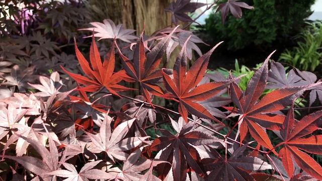 Любимая Хоста/ Парк "50 лет Победы" (видео зарисовка) смотреть онлайн