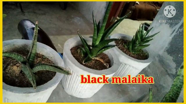 Different Varieties of Sansevaria or Snake Plant смотреть онлайн