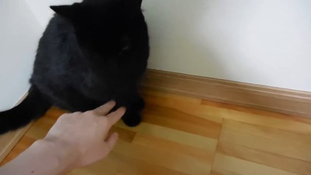 幸運を招く黒猫みぃ。14 (Nikon Coolpix S6600)