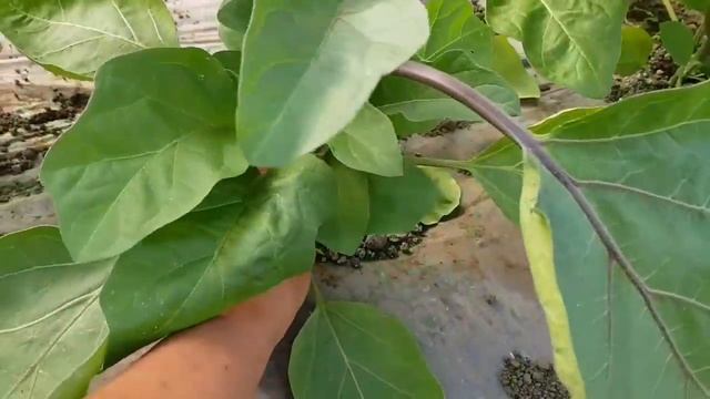 Стройка В Теме