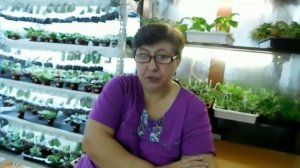 Оранжерея в квартире.С чего все началось и к чему привело