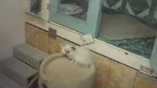 Cute kitten sitting on cat tree смотреть онлайн
