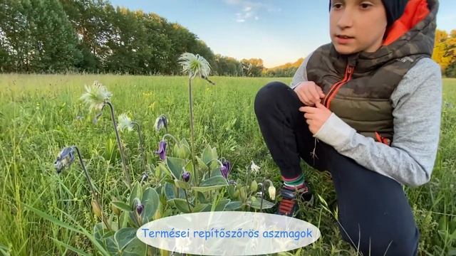 Réti iszalag (Clematis integrifolia) смотреть онлайн