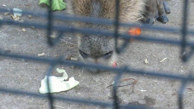 ご飯を食べるカピパラ【大宮公園小動物園】Capybara eating 　vegetables　 Omiya Park Zoo смотреть онлайн