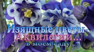 Изящное растение  - АКВИЛЕГИЯ  *  Мой сад