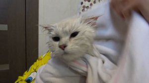 КУПАЕМ КОШКУ ЭЛЬКУ ПЕРВЫЙ РАЗ ЧТО ОНА ЧУВСТВУЕТ??? и подарки для нашей кошки!!!