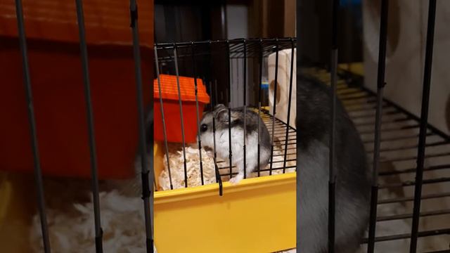 Хомяк ест горох