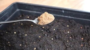 Важно! Не сажайте рассаду пока не внесете в грунт эту муку. Растения становятся крепкими не болеют.