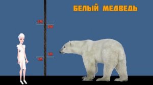 Интересные Факты - Размеры животных относительно человека