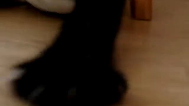 Кот в куртке смотреть онлайн