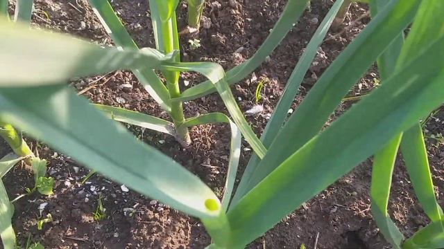 Чеснок,бамбук и ягодка😉😉😉 смотреть онлайн