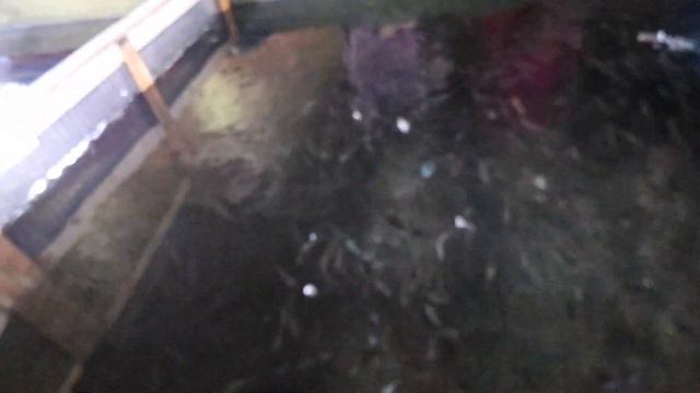 Fishing ULTRA Clear Water For TROUT смотреть онлайн