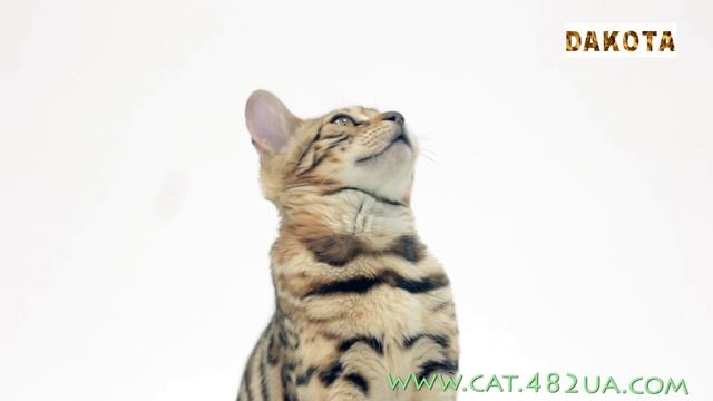Дакота самая красивая и самая умная в мире кошка бенгальской породы первая фотоссесися 2, в гостя смотреть онлайн
