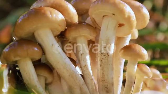 Armillaria Mushrooms of Honey Agaric In a Sunny Forest in the | Videohive Project Templates смотреть онлайн