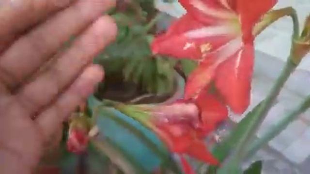 Amaryllis plant flowering... Beautiful 👌.... смотреть онлайн