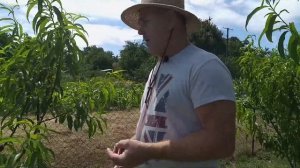 Сверхранний персик Эрли крест.