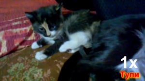 КОТЁНОК ПУКНУЛ 4 РАЗА