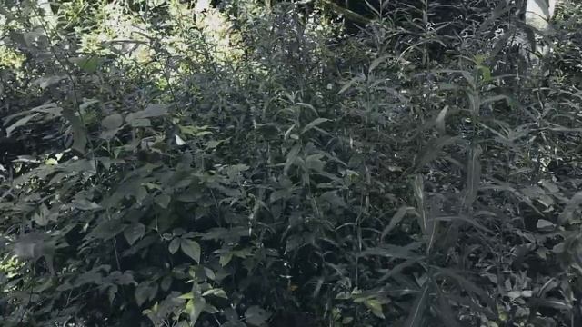 VID 20220716 154958 Друг до свидания 1970 (Г. Айги)...Павел Васильев Лахтинский смотреть онлайн