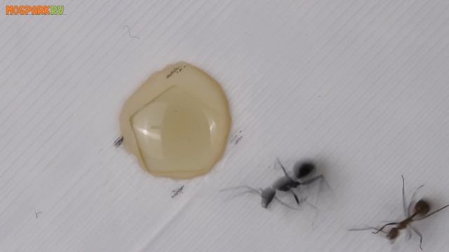 Разные виды на острове! Будет ли битва муравьёв??? смотреть онлайн