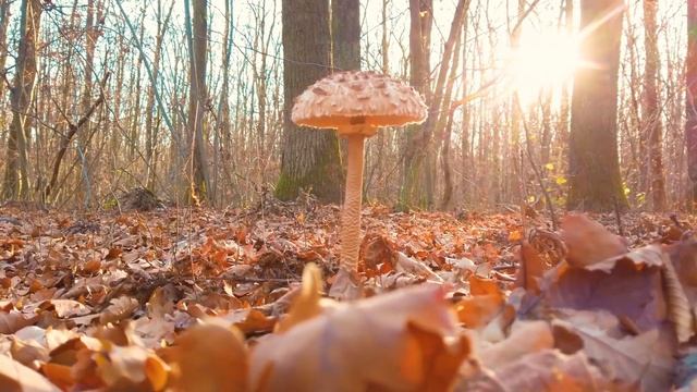 Embracing Mabon: Five Simple Ways to Celebrate on a Budget, Autumnal Equinox - Magical Crafting смотреть онлайн