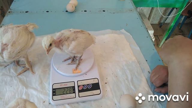 Вес цыплят бройлеров в 18 дней.Кобб 500 Чехия, Арбор Айкрес и голошейка Франция. смотреть онлайн