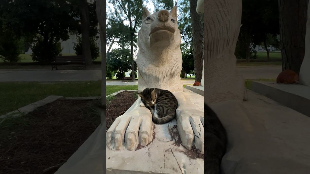 Котенок прилег у волка на лапах смотреть онлайн