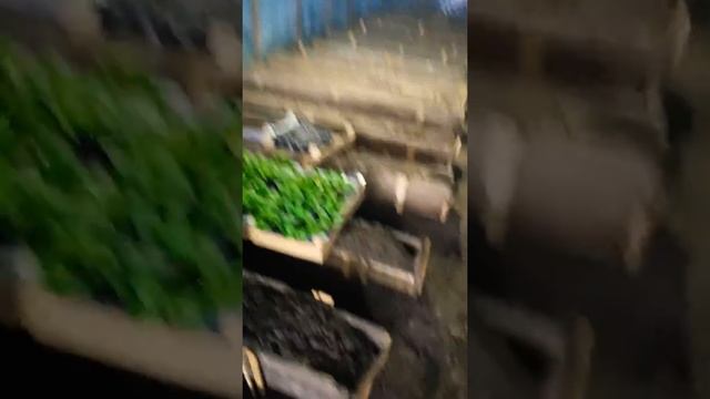 Топлю печь передали мороз смотреть онлайн
