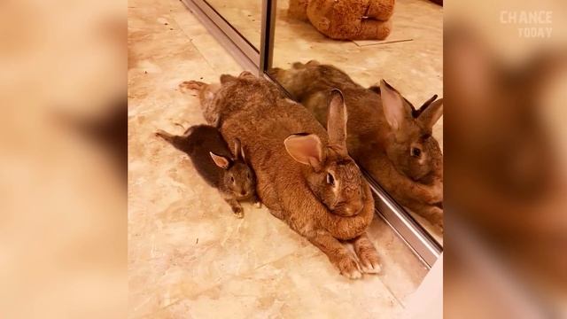 Это единственный в мире кот-паук смотреть онлайн