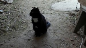 Кролик стучит лапами? Почему кролик стучит задними лапами в клетке?