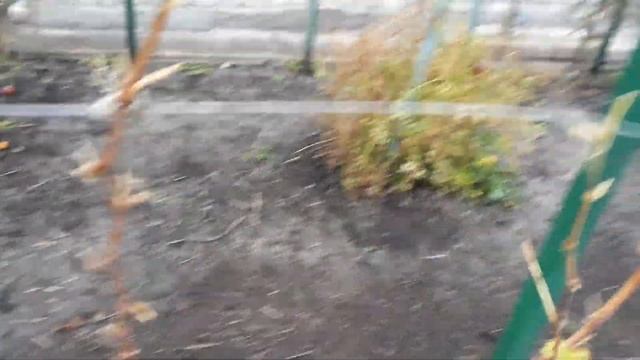 Обрезка винограда