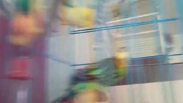 говорящие волнистые попугайчики и неразлучники