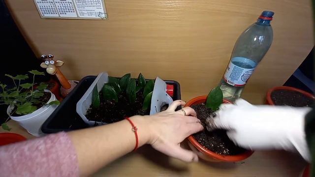 Долларовое дерево-Замиакулькас рассадка деток укорененных листочками. Размножить цветок просто!!! смотреть онлайн