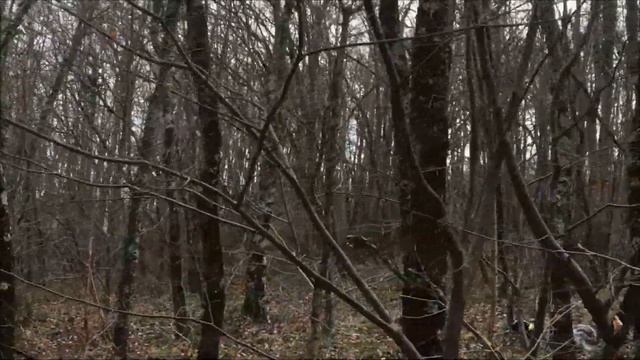 setter arrêt bécasse 12 01 19 смотреть онлайн