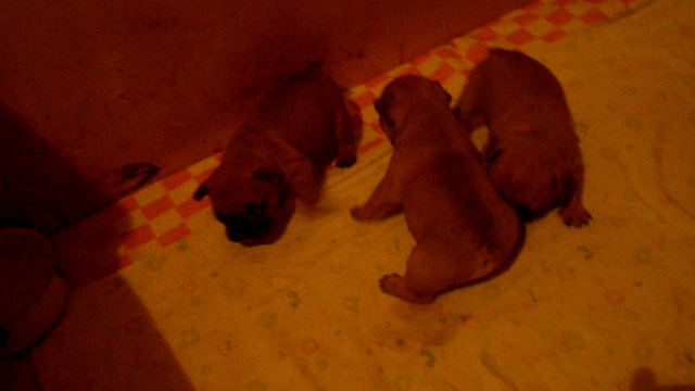 французские бульдоги международного уровня, вязки