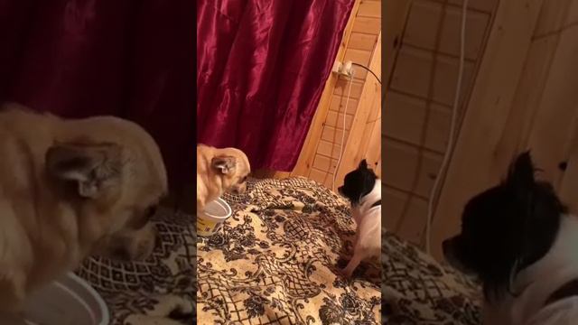 Две маленькие собачки заигрывают с друг с другом! смотреть онлайн