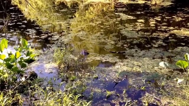 Крокодилы в дикой природе Техаса