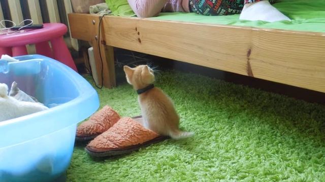 Котенок подтягивается и залезает на кровать смотреть онлайн
