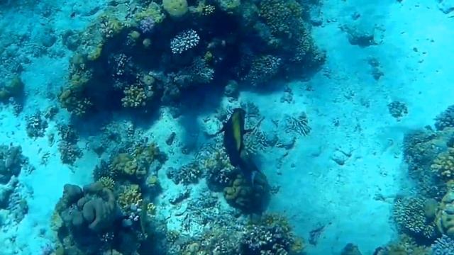 Bicolour parrotfish female (Cetoscarus bicolor), Двухцветный попугай самка смотреть онлайн