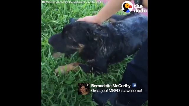 Firefighter Saves Drowning Dog, Reunites Him With Family | The Dodo смотреть онлайн