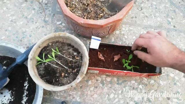Transplanting Osteospermum seedlings / Osteospermum Akila Series смотреть онлайн