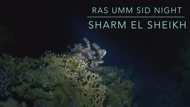 4K Ночной дайвинг на рифе Ras Umm Sid, Sharm El Sheikh смотреть онлайн