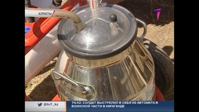 В Казахстане вывели идеальный тип лошади для приготовления казы смотреть онлайн