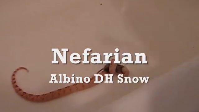 4 Boa Constrictors Feeding смотреть онлайн