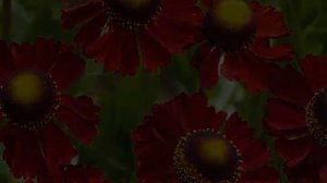 Гелениум многолетний — посадка и уход в саду