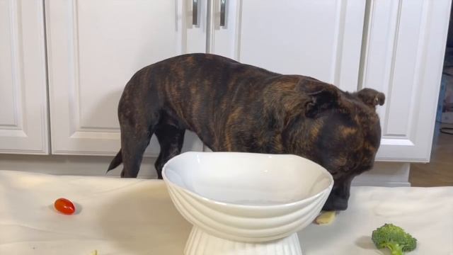 Dog Reviews Food- Puddy Taste Test 1 смотреть онлайн