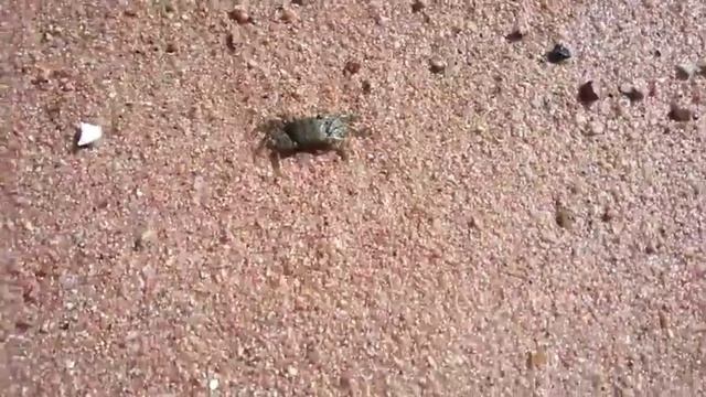 Мраморный краб. Marble Crab