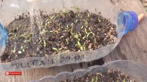 Правильная Подсыпка земли Помидорам и Перцу. Подсыпка земли в рассаду Томатов