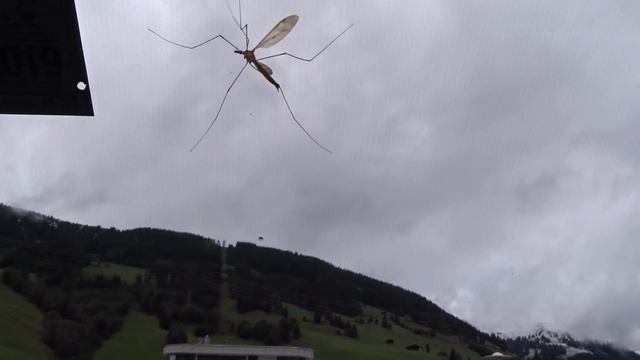 Отбраковка шиншилл с взвешиванием мяса в процентном соотношении/Лапы на сетке/Исскогель Альпы смотреть онлайн